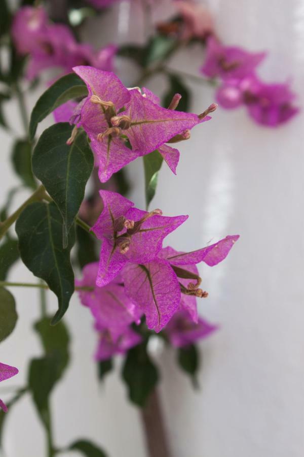 Finca La Meica Bed&Breakfast Casabermeja Buitenkant foto